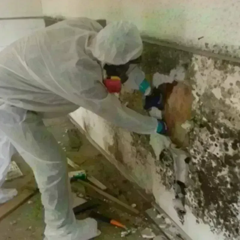 Mold Remediation and Removal in Swanton, OH